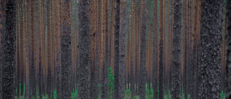 What Can You Do With Thinned Pine Trees?